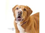 Adopt Rocco a Red/Golden/Orange/Chestnut Mixed Breed (Large) / Mixed dog in