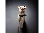 Adopt Roscoe a White American Pit Bull Terrier / Mixed Breed (Medium) / Mixed