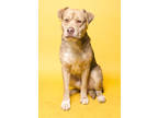 Adopt Miso a Brown/Chocolate Rottweiler / Alaskan Klee Kai / Mixed (short coat)