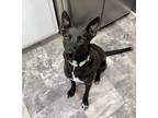 Adopt Beauty a Black Shepherd (Unknown Type) / Mixed dog in Randleman