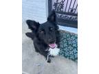 Adopt Grizz a Black Shepherd (Unknown Type) / Mixed dog in Randleman