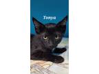 Adopt Tonya a Domestic Shorthair / Mixed (short coat) cat in Kendallville