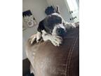 Adopt Jade a Brindle - with White Jack Russell Terrier / Rat Terrier / Mixed dog