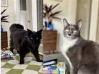 Adopt Albus and Remus a Domestic Mediumhair / Mixed cat in Oakland