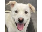Adopt Mandu(Currently in Toronto) a White - with Tan, Yellow or Fawn Corgi /