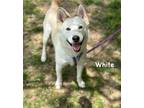 Adopt White a Husky / Mixed Breed (Medium) / Mixed dog in Carthage