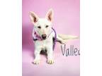 Adopt Valley a German Shepherd Dog / Mixed Breed (Medium) / Mixed dog in