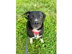 Adopt Max a Labrador Retriever / Mixed Breed (Medium) / Mixed dog in Carthage