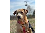 Adopt Rosie a Labrador Retriever / Mixed Breed (Medium) / Mixed dog in Carthage