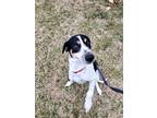 Adopt Daisy (Nellie) a White English (Redtick) Coonhound / Mixed dog in