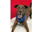 Adopt Rocky a German Shepherd Dog / Mixed dog in Genoa, IL (41046743)