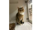 Adopt Yule a Domestic Shorthair / Mixed (short coat) cat in Genoa, IL (41058511)