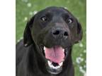 Adopt Luvy a Black Labrador Retriever / Mixed dog in Kirkland, WA (41044293)