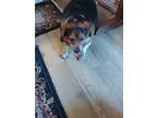 Adopt RUFFUS a Brown/Chocolate - with White Beagle / Basset Hound / Mixed dog in
