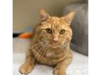 Adopt Leo a Orange or Red Domestic Shorthair / Mixed Breed (Medium) / Mixed