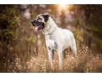 Adopt Pyper a Brown/Chocolate Anatolian Shepherd / Mixed dog in Hamilton