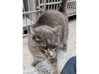 Adopt Periwinkle a Gray or Blue Domestic Shorthair / Mixed (short coat) cat in