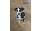 Adopt Black Ice a Tricolor (Tan/Brown & Black & White) Husky / Mixed Breed