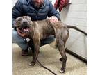 Adopt Bosco a Brindle Mastiff / Pit Bull Terrier / Mixed dog in Cranston