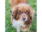 Adopt River a Red/Golden/Orange/Chestnut Australian Shepherd / Mixed dog in