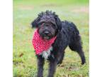 Adopt Chevy a Black Poodle (Miniature) / Schnauzer (Miniature) / Mixed (short