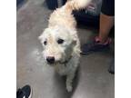 Adopt Toto a White Terrier (Unknown Type, Small) / Mixed dog in Graham