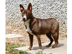 Adopt Bella G20 10/11/23 a Brown/Chocolate Shepherd (Unknown Type) / Mixed dog