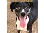 Adopt Buddy K74 10/18/23 a Black Shepherd (Unknown Type) / Mixed dog in San