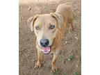 Adopt Skippy K60 2/9/24 a Tan/Yellow/Fawn Labrador Retriever / Mixed Breed