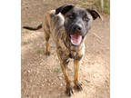 Adopt Maxx K59 2/9/24 a Brindle Hound (Unknown Type) / Mixed dog in San Angelo