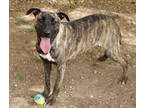 Adopt Runa K61 2/9/24 a Brindle Plott Hound / Mixed Breed (Medium) / Mixed