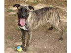 Adopt Runa K61 2/9/24 a Brindle Plott Hound / Mixed dog in San Angelo