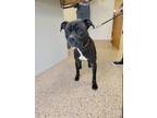 Adopt Chino a Black American Pit Bull Terrier / Boxer / Mixed dog in Fergus