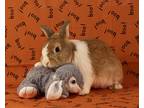 Adopt Boo a Cinnamon Dutch (short coat) rabbit in Deltona, FL (41057235)