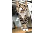 Adopt C21-44 Captain Mahoney a Domestic Shorthair / Mixed (short coat) cat in