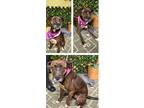 Adopt Lady a Brindle - with White Boxer / Mixed Breed (Medium) / Mixed dog in