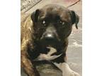 Adopt Myrtle a Brindle - with White Pit Bull Terrier / Mixed dog in Silver City