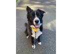 Adopt Kala a Black - with White Border Collie / Bernese Mountain Dog / Mixed dog