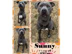 Adopt Sunny a Merle American Pit Bull Terrier / Mixed Breed (Medium) / Mixed