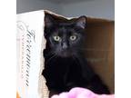 Adopt Atlas a All Black Domestic Shorthair / Domestic Shorthair / Mixed cat in