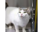 Adopt Angelina a White Domestic Shorthair / Domestic Shorthair / Mixed cat in