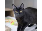 Adopt Friend a All Black Domestic Longhair / Domestic Shorthair / Mixed cat in