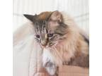 Adopt Lily-Rose a Gray or Blue Persian / Domestic Shorthair / Mixed cat in Waco