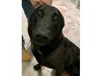 Adopt Dagny a Black Labrador Retriever / Shepherd (Unknown Type) / Mixed dog in