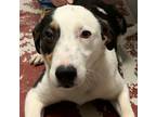 Adopt Collin a Tricolor (Tan/Brown & Black & White) Border Collie / Mixed dog in