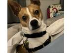 Adopt Pete in Dayton a White - with Brown or Chocolate Jack Russell Terrier /