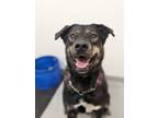 Adopt George Costanza a Black German Shepherd Dog / Mixed Breed (Medium) / Mixed