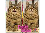 Adopt Fruit Salad a Gray or Blue Domestic Shorthair / Domestic Shorthair / Mixed