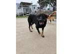 Adopt Dallas a Black Mixed Breed (Medium) / Mixed dog in Leander, TX (40900830)