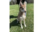 Adopt Laddy a Brindle Husky / Mixed Breed (Medium) / Mixed (short coat) dog in